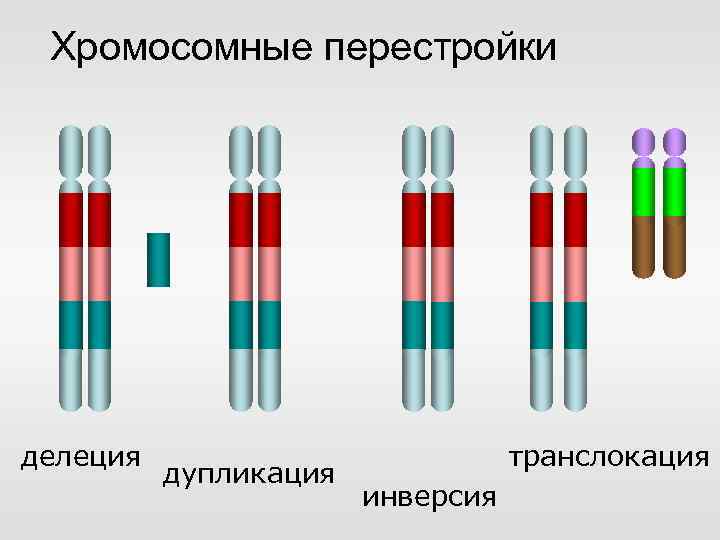 Хромосомные аберрации