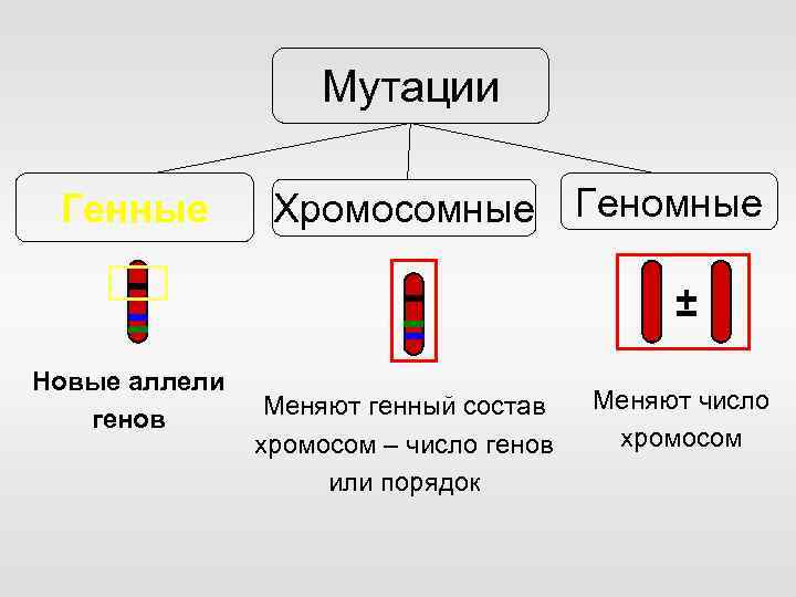Мутации Генные Хромосомные Геномные ± Новые аллели генов Меняют генный состав хромосом – число