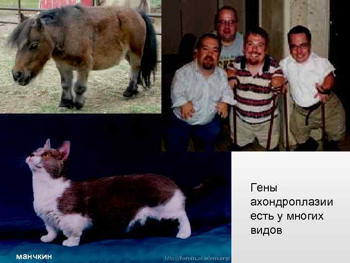 Гены ахондроплазии есть у многих видов манчкин 
