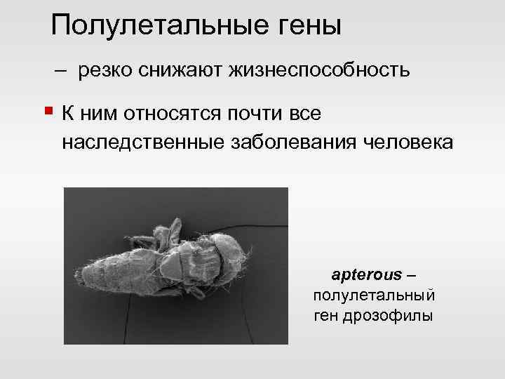 Полулетальные гены – резко снижают жизнеспособность § К ним относятся почти все наследственные заболевания