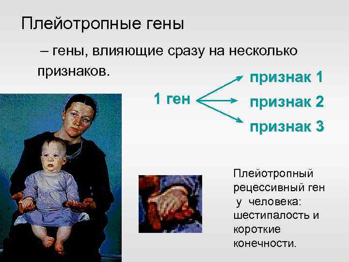 Плейотропные гены – гены, влияющие сразу на несколько признаков. признак 1 1 ген признак