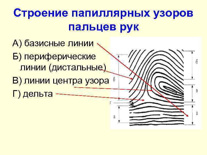 Папиллярные линии проект