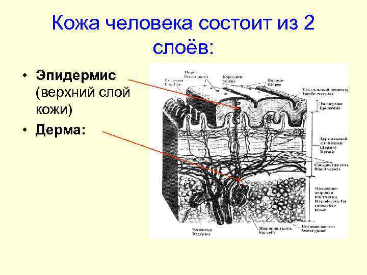 Кожа человека состоит из 2 слоёв: • Эпидермис (верхний слой кожи) • Дерма: 