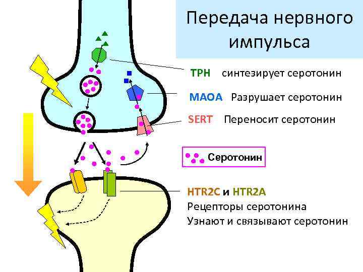 Передача нервного импульса TPH синтезирует серотонин МАОA Разрушает серотонин SERT Переносит серотонин Серотонин HTR