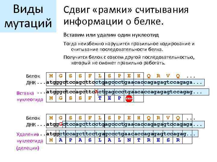 Виды Сдвиг «рамки» считывания мутаций информации о белке. Вставим или удалим один нуклеотид Тогда