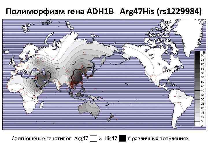 Полиморфизм гена ADH 1 B Arg 47 His (rs 1229984) Соотношение генотипов Arg 47