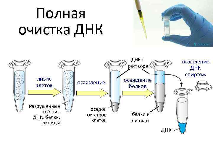 Полная очистка ДНК в растворе лизис клеток Разрушенные клетки ДНК, белки, липиды осаждение осадок