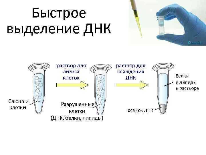 Быстрое выделение ДНК раствор для лизиса клеток Слюна и клетки Разрушенные клетки (ДНК, белки,