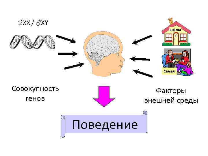 ♀XX / ♂XY школа Семья Совокупность генов Факторы внешней среды Поведение 