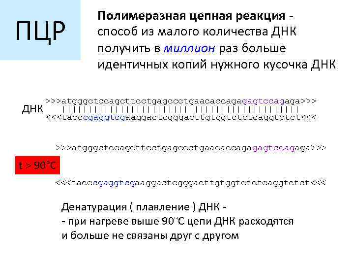 ПЦР Полимеразная цепная реакция способ из малого количества ДНК получить в миллион раз больше