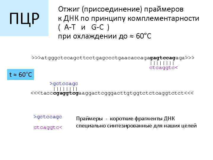 ПЦР Отжиг (присоединение) праймеров к ДНК по принципу комплементарности ( A-T и G-C )