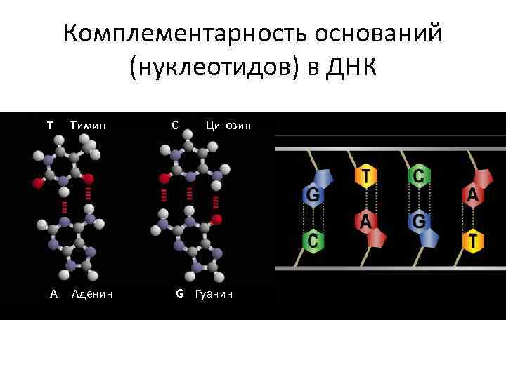 Комплементарность оснований (нуклеотидов) в ДНК Т Тимин А Аденин С Цитозин G Гуанин 