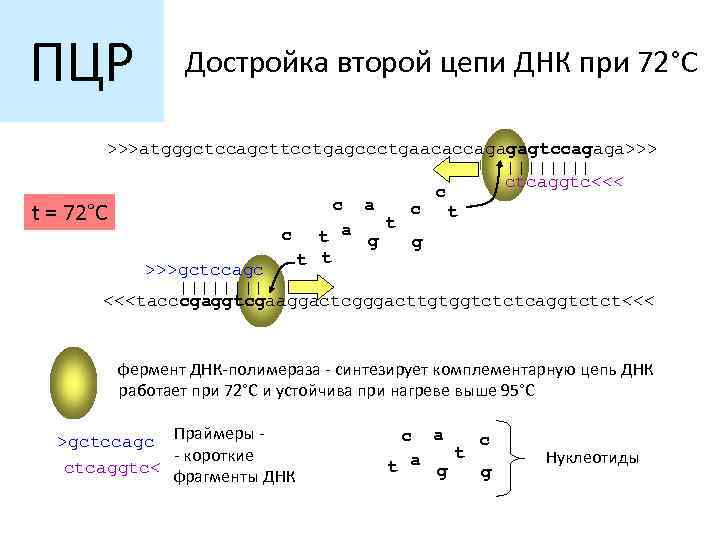 ПЦР t= Достройка второй цепи ДНК при 72°C >>>atgggctccagcttcctgagccctgaacaccagagagtccagaga>>> |||| ctcaggtc<<< c c a