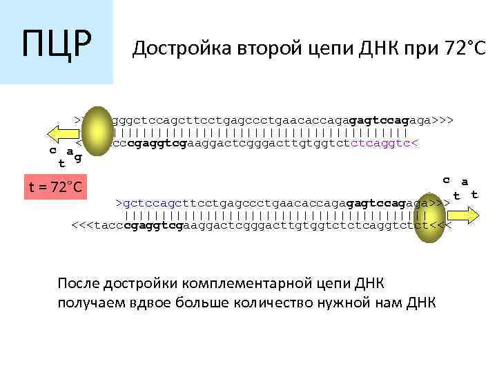 ПЦР t Достройка второй цепи ДНК при 72°C >>>atgggctccagcttcctgagccctgaacaccagagagtccagaga>>> ||||||||||||||||||||| <<<tacccgaggtcgaaggactcgggacttgtggtctctcaggtc< c a g