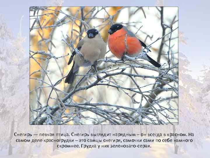 Снегирь — певчая птица. Снегирь выглядит нарядным – он всегда в красном. На самом