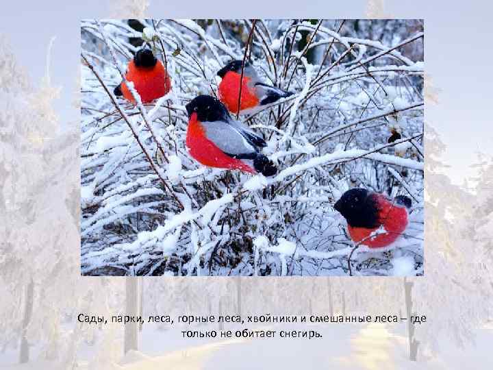 Сады, парки, леса, горные леса, хвойники и смешанные леса – где только не обитает