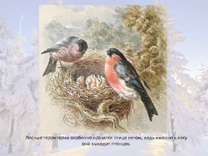 Лесные территории особенно нравятся птице летом, ведь именно в лесу она выводит птенцов. 