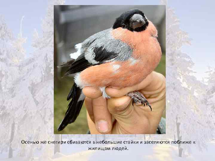 Осенью же снегири сбиваются в небольшие стайки и заселяются поближе к жилищам людей. 