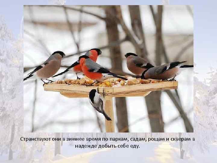 Странствуют они в зимнее время по паркам, садам, рощам и скверам в надежде добыть