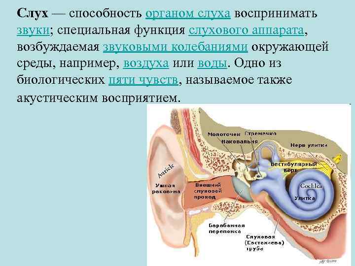 Слух — способность органом слуха воспринимать звуки; специальная функция слухового аппарата, возбуждаемая звуковыми колебаниями
