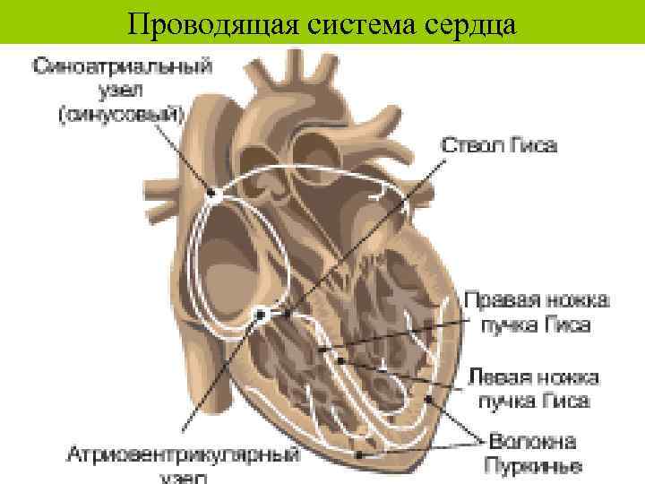 Проводящая система рисунок. Патология проводящей системы сердца. Проводящая система сердца gif. Проводящая система сердца гифка. Проводников система сердца.