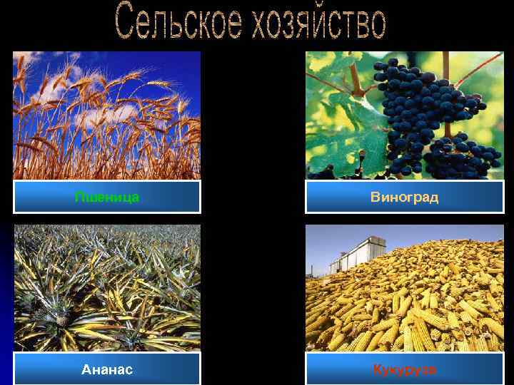 Пшеница Виноград Ананас Кукуруза 