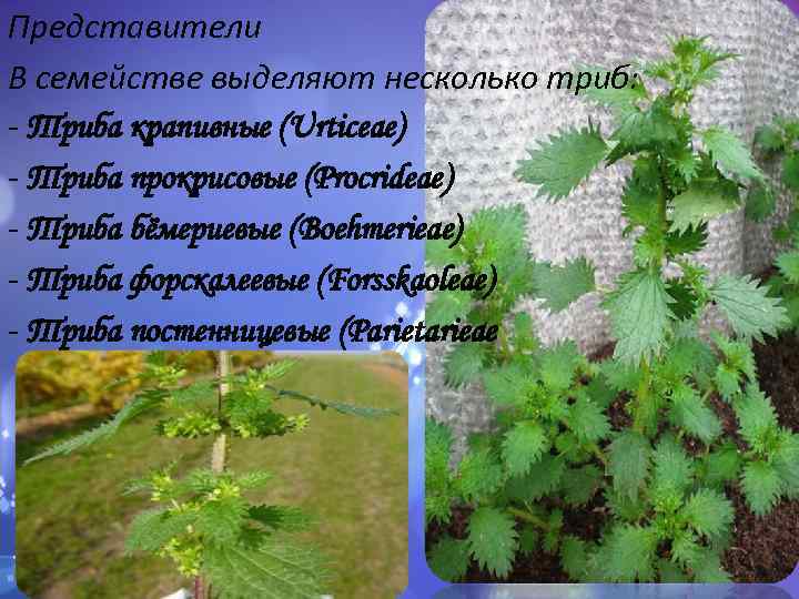 Представители В семействе выделяют несколько триб: - Триба крапивные (Urticeae) - Триба прокрисовые (Procrideae)