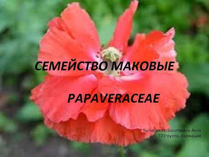 СЕМЕЙСТВО МАКОВЫЕ PAPAVERACEAE Выполнила: Золотухина Анна 101 группа, фармация 