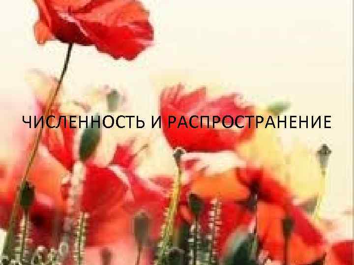 ЧИСЛЕННОСТЬ И РАСПРОСТРАНЕНИЕ 