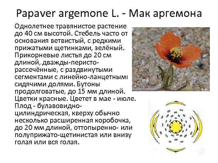 Papaver argemone L. - Мак аргемона Однолетнее травянистое растение до 40 см высотой. Стебель