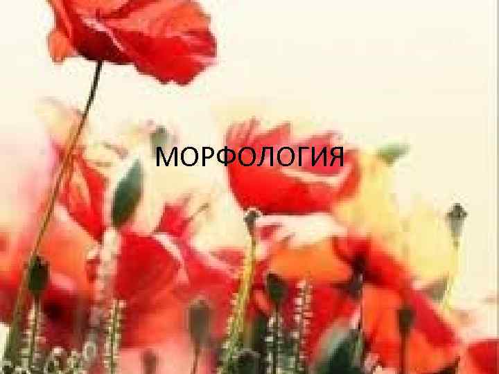 МОРФОЛОГИЯ 