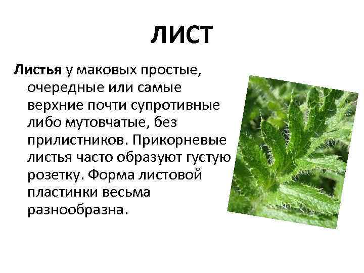 ЛИСТ Листья у маковых простые, очередные или самые верхние почти супротивные либо мутовчатые, без