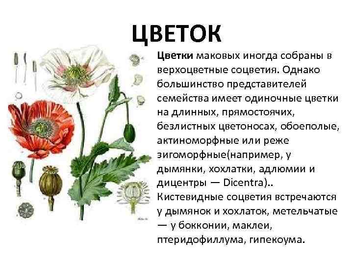 ЦВЕТОК Цветки маковых иногда собраны в верхоцветные соцветия. Однако большинство представителей семейства имеет одиночные