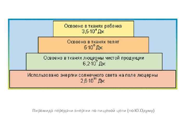 Пиpамида пеpедачи энеpгии по пищевой цепи (по Ю. Одуму) 