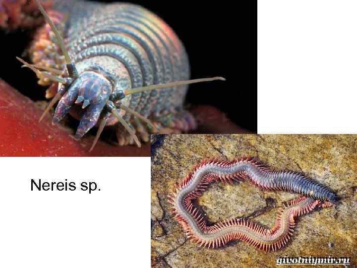Nereis sp. 