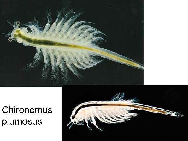 Chironomus plumosus 