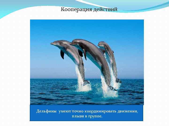 Кооперация действий Дельфины умеют точно координировать движения, плывя в группе. 
