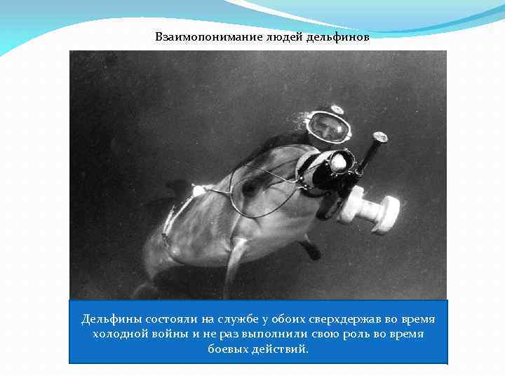Взаимопонимание людей дельфинов Дельфины состояли на службе у обоих сверхдержав во время холодной войны