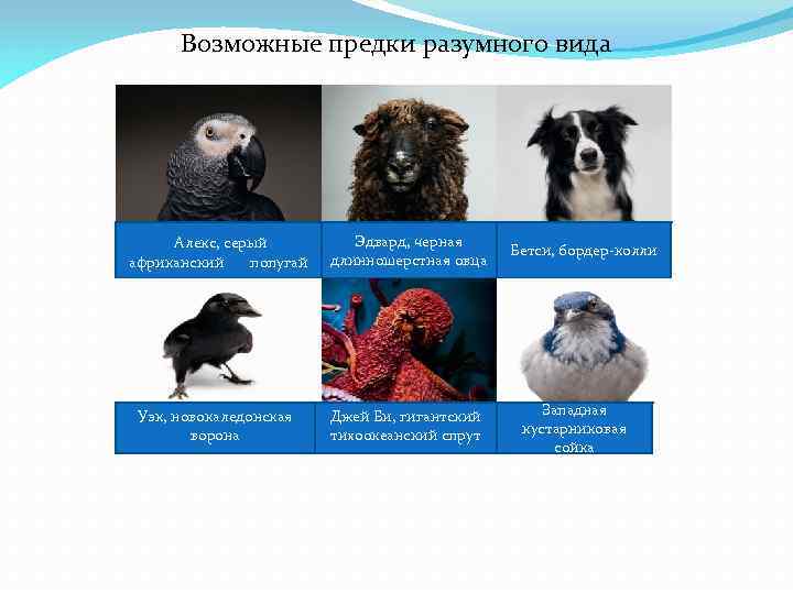 Возможные предки разумного вида Алекс, серый африканский попугай Эдвард, черная длинношерстная овца Уэк, новокаледонская