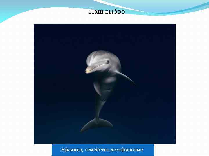 Наш выбор Афалина, семейство дельфиновые 