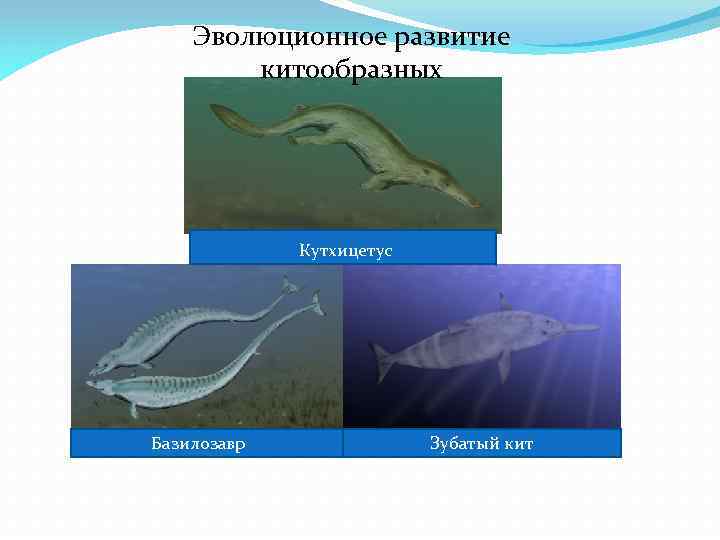 Эволюционное развитие китообразных Кутхицетус Базилозавр Зубатый кит 