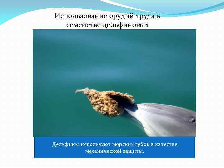 Использование орудий труда в семействе дельфиновых Дельфины используют морских губок в качестве механической защиты.