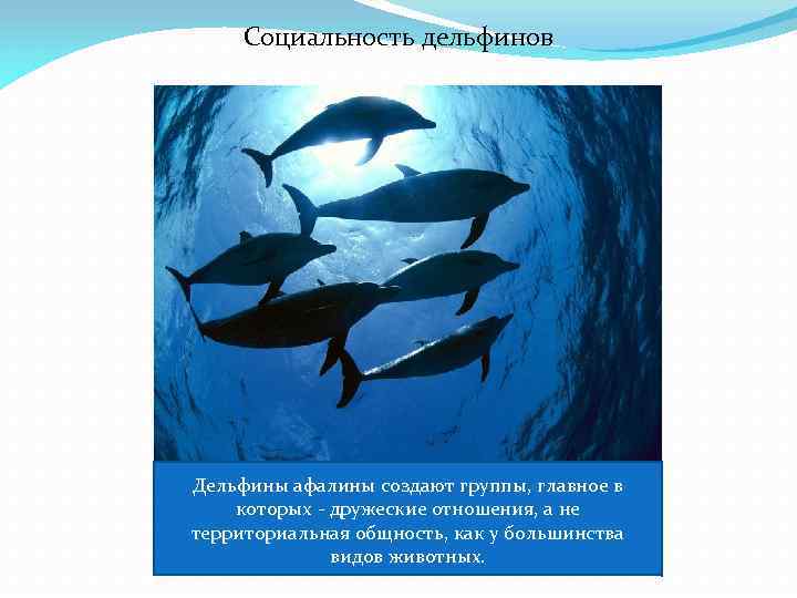 Социальность дельфинов Дельфины афалины создают группы, главное в которых - дружеские отношения, а не