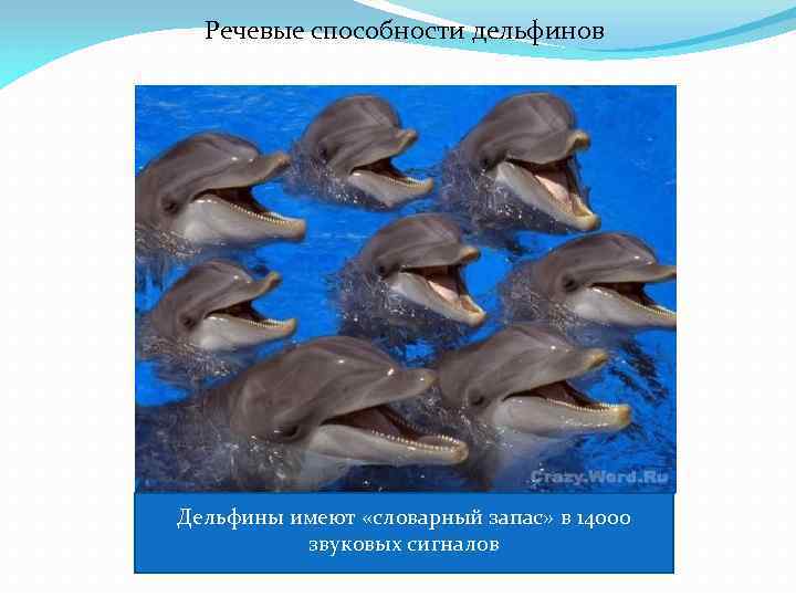 Речевые способности дельфинов Дельфины имеют «словарный запас» в 14000 звуковых сигналов 