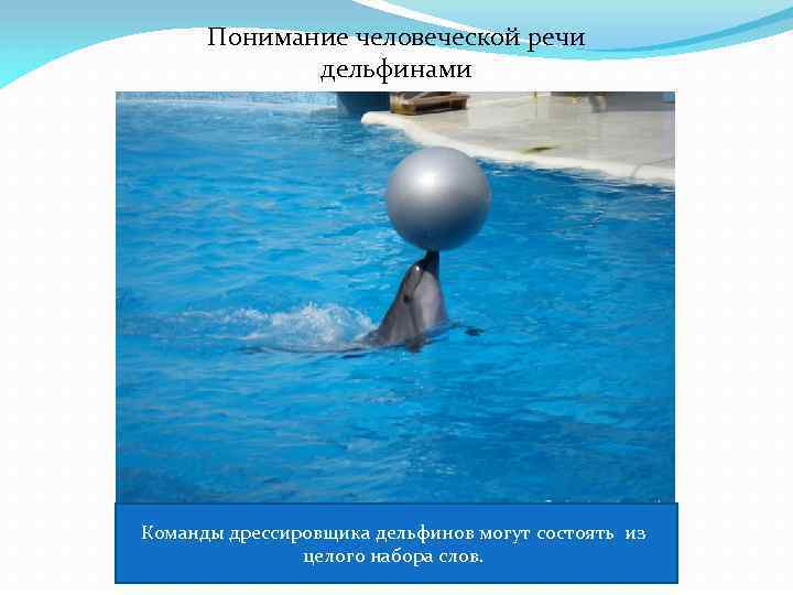 Понимание человеческой речи дельфинами Команды дрессировщика дельфинов могут состоять из целого набора слов. 