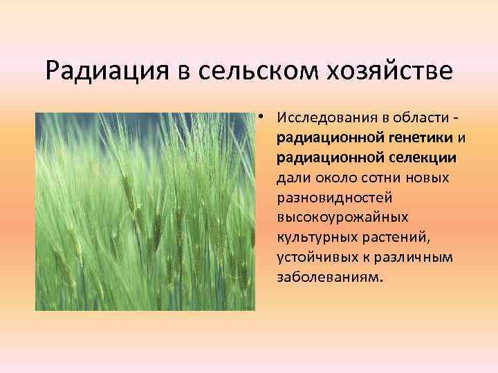 Радиация в сельском хозяйстве • Исследования в области - радиационной генетики и радиационной селекции