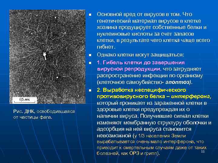 n n Рис. ДНК, освободившаяся от частицы фага. Основной вред от вирусов в том.