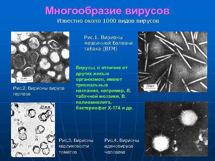 Многообразие вирусов Известно около 1000 видов вирусов Рис. 1. Вирионы мозаичной болезни табака (ВТМ)