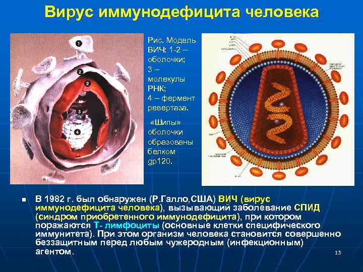 Вирус иммунодефицита человека Рис. Модель ВИЧ: 1 -2 – оболочки; 3– молекулы РНК; 4