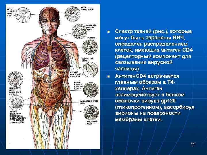 n n Спектр тканей (рис. ), которые могут быть заражены ВИЧ, определен распределением клеток,